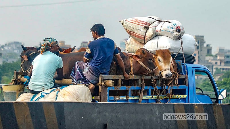 পোস্তগোলাসহ ঢাকার হাটগুলোতে দেশের বিভিন্ন জেলা থেকে সড়কপথে আনা হচ্ছে কোরবানির পশু