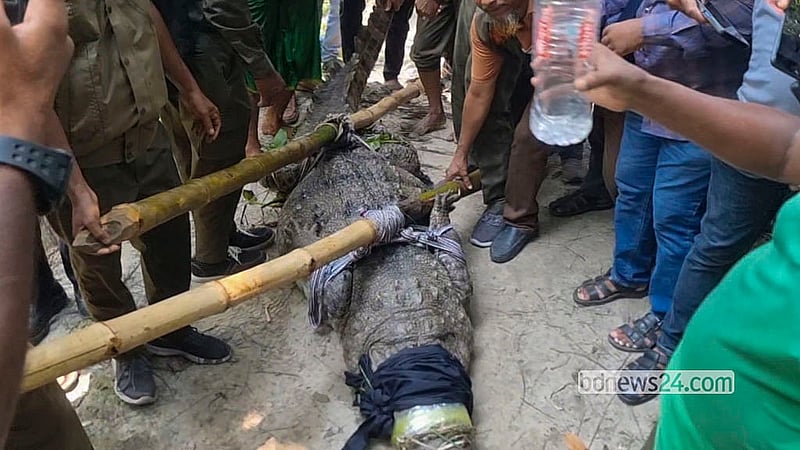 বাগেরহাটের খানজাহান আলী (রহ.) মাজার দিঘির কুমিরটি বুধবার দুপুরে ডাঙায় তুলে আনেন বন বিভাগের কর্মীরা