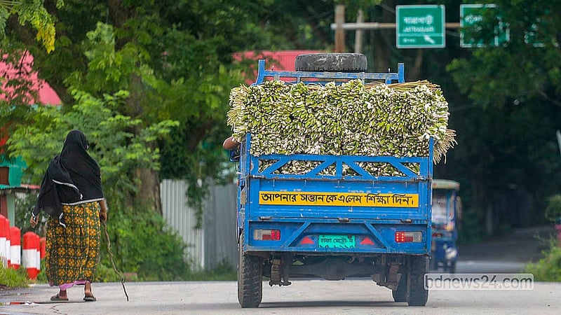 শাপলা কেনার জন্য ঢাকার পাইকাররা প্রতিদিন আসেন মুন্সীগঞ্জের ঘাটগুলোতে