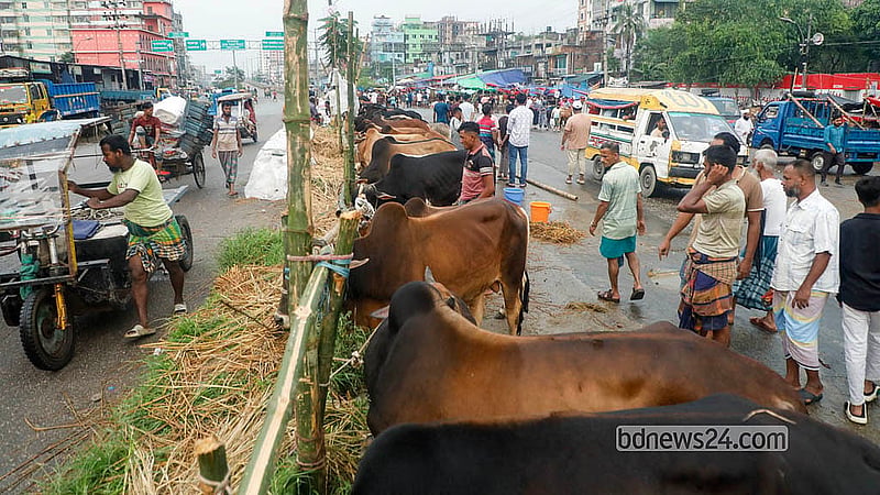 যাত্রাবাড়ীর মৃধাবাড়ী কোরবানির পশুর হাটের মূল জায়গাটি বৃষ্টিতে তলিয়ে যাওয়ায় বেপারীরা গরু বেঁধেছেন ঢাকা-সিলেট মহাসড়কের সড়ক বিভাজকে
