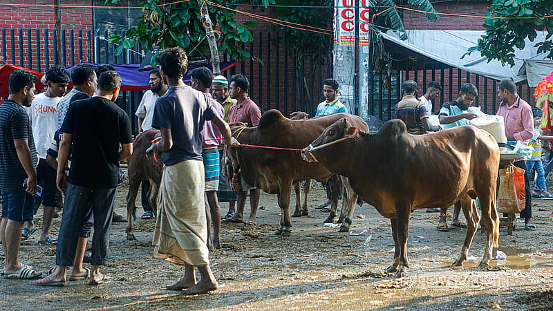 রাজধানীর তেজগাঁও অস্থায়ী কোরবানির পশুর হাটে গরু দেখছেন ক্রেতারা