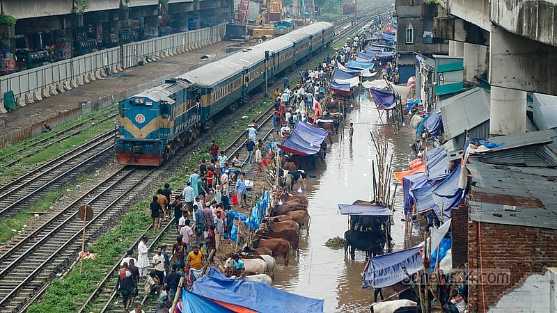 রাজধানীর শাহজাহানপুরে কোরবানির পশুর অস্থায়ী হাট বসানো হয়েছে রেল লাইনের পাশেই। অসতর্কতায় ঘটতে পারে দুর্ঘটনা