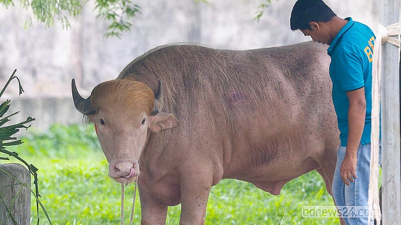 মিরপুর জাতীয় চিড়িয়াখানায় আলোচিত মহিষ ‘ডনাল্ড ট্রাম্পকে’ সেবাযত্ন করছেন কর্মীরা।