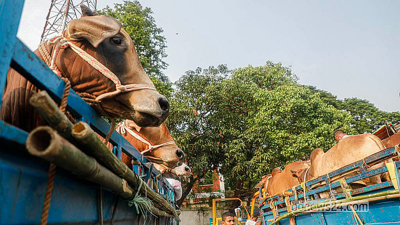 রাজধানীর পোস্তগোলা শ্মশান ঘাট পশুর হাটে নামানোর অপেক্ষায়  ট্রাক ভর্তি গরু