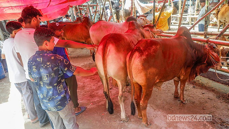ঢাকায় কোরবানির পশুর হাটে কেনাবেচা এখনো শুরু হয়নি। কিন্তু আগে-ভাগেই কোরবানির পশু নিয়ে পোস্তগোলা শ্মশানঘাট হাটে এসেছেন অনেক ব্যাপারী