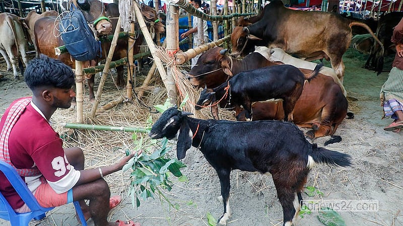রাজধানীর তেজগাঁও হাটে রয়েছে বিশেষ অফার। নির্দিষ্ট গরু কিনলে সঙ্গে ছাগল ‘ফ্রি’ দেওয়া হচ্ছে
