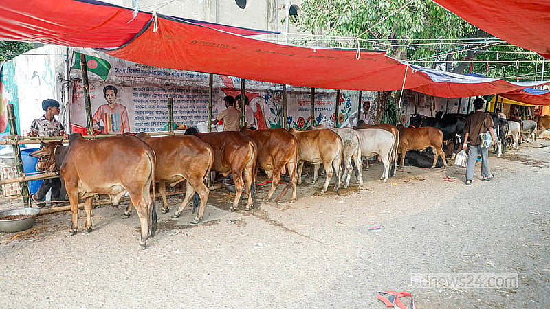 রাজধানীতে অস্থায়ী হাট শুরু হতে এখনো পাঁচ দিন বাকি। এর মধ্যে পোস্তগোলা শ্মশান  ঘাট হাটের বেড়িবাঁধের অংশ ভরে গেছে গরুতে