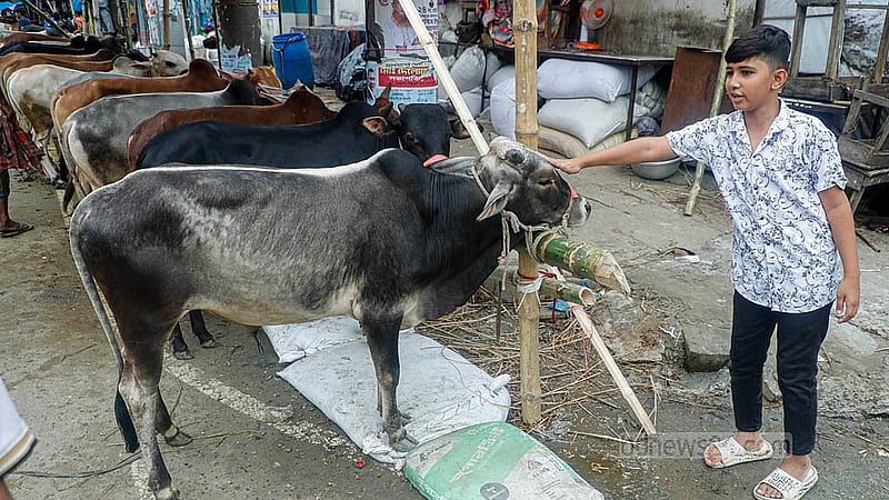 রাজধানীর তেজগাঁও কোরবানির পশুর হাটে শুক্রবার গরু দেখতে আসে শিশু-কিশোররা