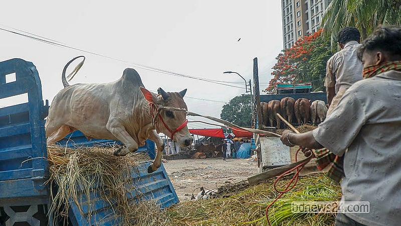 ঢাকার পোস্তগোলা শ্মশান ঘাট পশুর হাটে ট্রাক থেকে গরু নামাচ্ছেন বেপারীরা