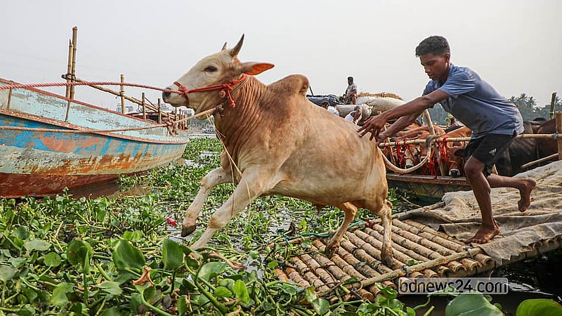 ঢাকার পোস্তগোলা হাটে ট্রলার থেকে কোরবানির পশু নামাচ্ছেন বেপারীরা