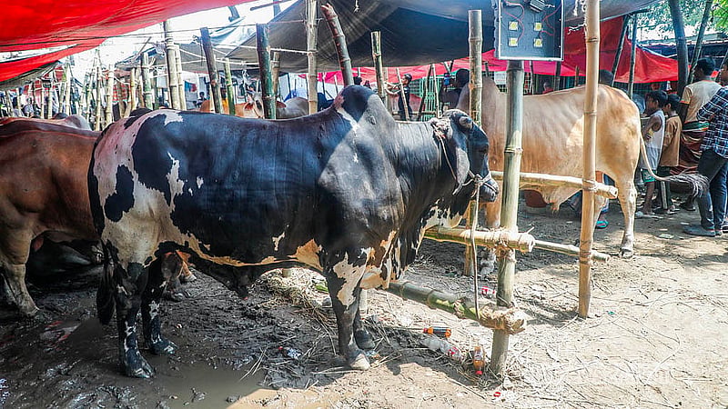 ঢাকার পোস্তগোলা শ্মশানঘাট পশুর হাটে গরু উঠলেও বেচাকেনা এখনও শুরু হয়নি