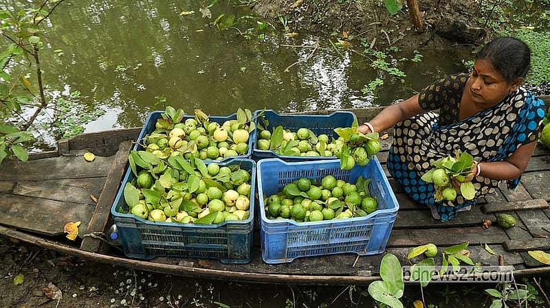 ঝালকাঠির ভিমরুলিতে বাগান থেকে পেয়ারা সংগ্রহ করে বাজারে পাঠানোর জন্য বাছাই করা হচ্ছে