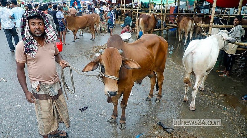 যাত্রাবাড়ীর মৃধাবাড়ী কোরবানির পশুর হাট বৃষ্টিতে তলিয়ে যাওয়ায় ঢাকা-সিলেট মহাসড়কে গরু নিয়ে দাঁড়িয়ে ছিলেন এক বেপারী