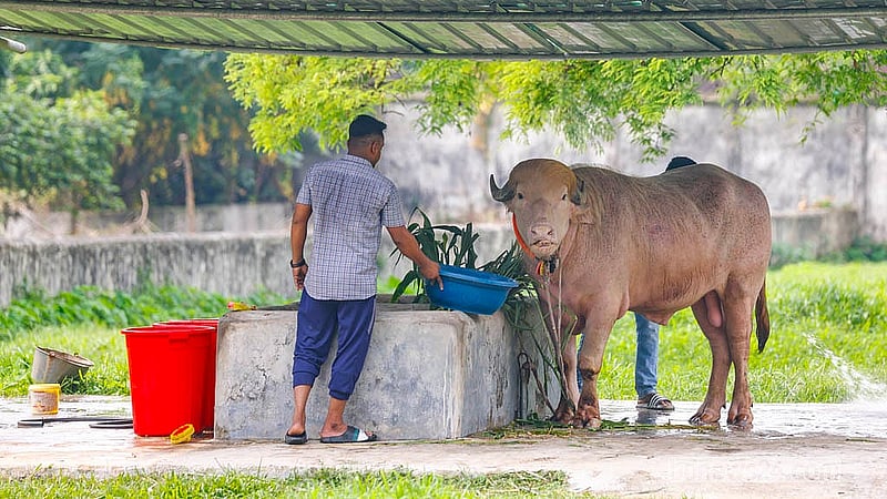 মিরপুর জাতীয় চিড়িয়াখানায় আলোচিত মহিষ ‘ডনাল্ড ট্রাম্পকে’ সেবাযত্ন করছেন কর্মীরা।