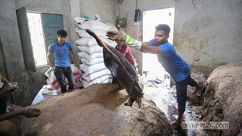 রাজধানীর লালবাগের পোস্তার একটি আড়তে চামড়া সংগ্রহে ব্যস্ত সময় পার করছেন শ্রমিকরা