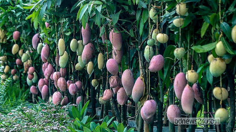 ঢাকার আগারগাঁও মাঠে বৃক্ষমেলায় নানা জাতের আমের চারা উঠেছে। এসব চারা বিক্রি হচ্ছে ২ হাজার থেকে শুরু করে ৩০ হাজার টাকায়