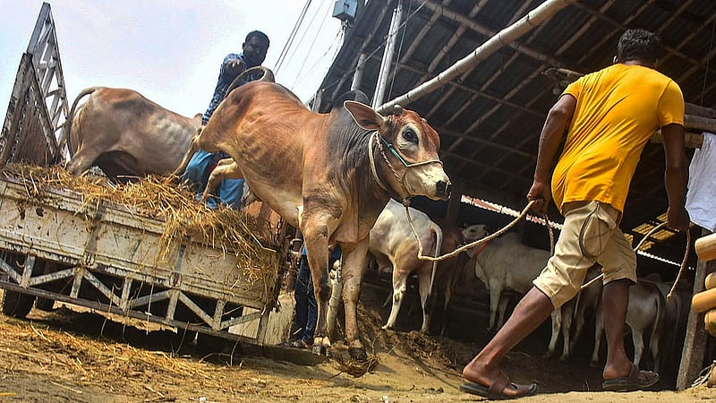 চট্টগ্রামের সাগরিকা পশুর হাটে রোববার ট্রাক থেকে গরু নামাচ্ছেন পাইকাররা