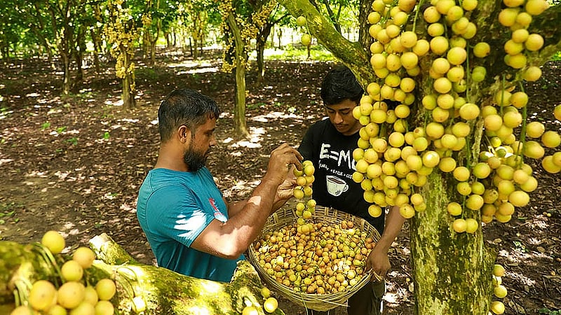 নরসিংদীর রায়পুরার মরজাল এলাকায় বাগান থেকে লটকন সংগ্রহ করছেন দুই চাষি