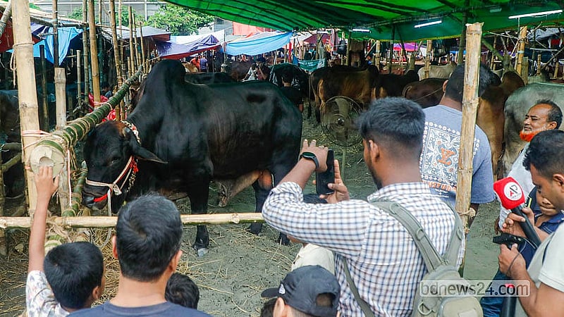 রাজধানীর তেজগাঁও হাটে কুমিল্লা থেকে ইরানি ব্রাহামা জাতের গরু এনেছেন এক ব্যবসায়ী, যার দাম চাওয়া হচ্ছে ৭ লাখ টাকা