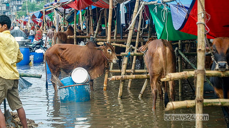 রাজধানীর যাত্রাবাড়ীর মৃধাবাড়ী কোরবানির পশুর হাট তলিয়ে আছে বৃষ্টির পানিতে