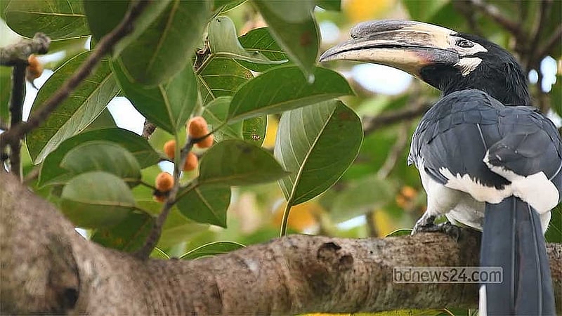 ধনেশ পাখি। পার্বত্য চট্টগ্রামে এখনও ৫৯৭ প্রজাতির পাখি রয়েছে।