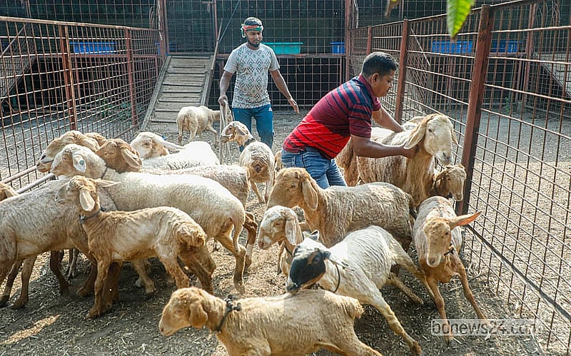 কোরবানির ঈদ উপলক্ষে কেরাণীগঞ্জের রাজেন্দ্রপুরের খামার থেকে বিক্রি করা হবে একশর বেশি দুম্বা