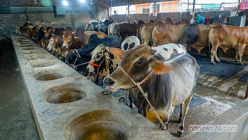 কোরবানির পশু আগেভাবে কিনে ক্রেতাদের অনেকে রাখছেন খামারিদের কাছেই। কোরবানির আগে ক্রেতার বাড়িতে পশু পৌঁছে দেবে খামার কর্তৃপক্ষ