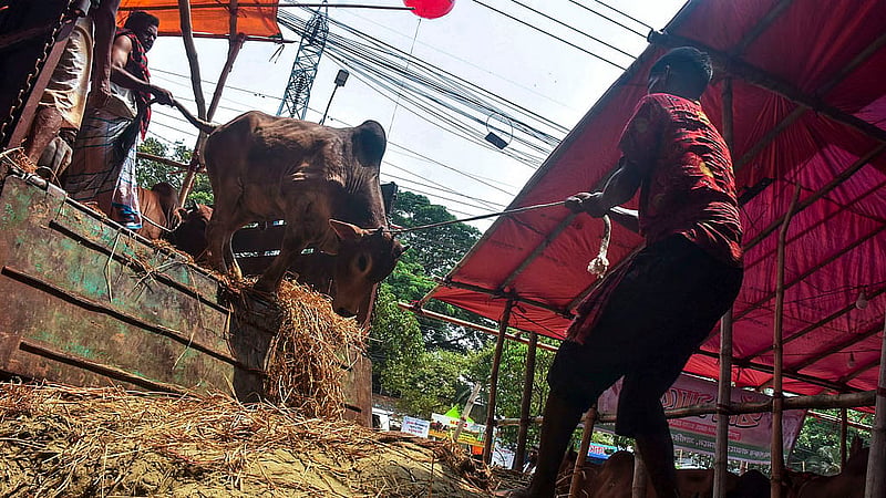 চট্টগ্রামের সাগরিকা পশুর হাটে রোববার ট্রাক থেকে গরু নামাচ্ছেন পাইকাররা