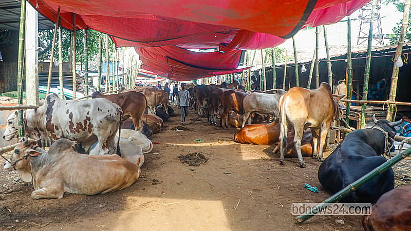 ঢাকার পোস্তগোলা হাটে পর্যাপ্ত কোরবানির পশু উঠলেও বেচাবিক্রি এখনো পুরোদমে শুরু হয়নি