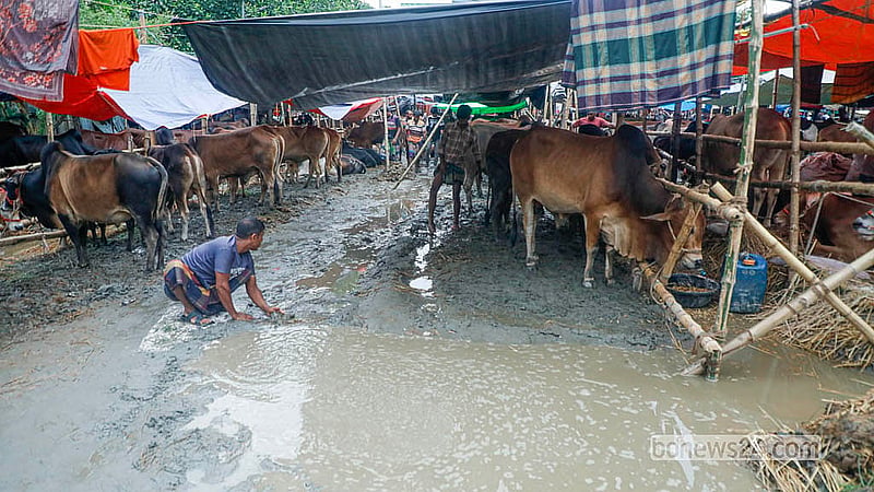 তেজগাঁও পশুর হাটে শুক্রবারের বৃষ্টিতে বেহাল অবস্থা তৈরি হয়। মাঠজুড়ে কাদার কারণে সমস্যায় পড়েন বেপারীরা