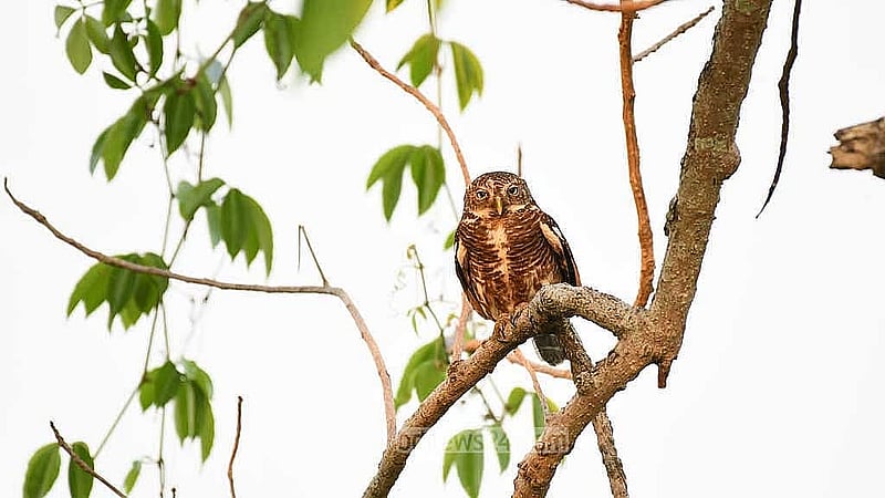 কুঁড়ো পেঁচা। এই পেঁচাটির প্রধান বৈশিষ্ট্য হলো এদের সারা শরীরে, বিশেষ করে পিঠে ও বুকে ঘন বাদামি রঙের অসংখ্য আড়াআড়ি রেখা থাকে।