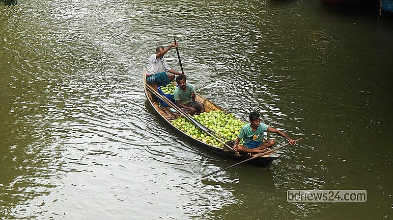 ঝালকাঠির ভিমরুলির ভাসমান বাজারে বিক্রির জন্য পেয়ারা নিয়ে যাচ্ছেন চাষিরা