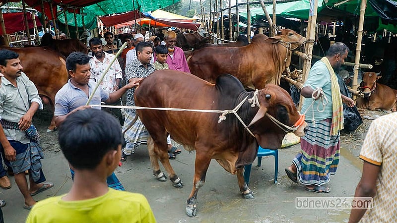 রাজধানীর তেজগাঁও হাটে ক্রেতাকে গরু দেখাচ্ছেন এক ব্যবসায়ী