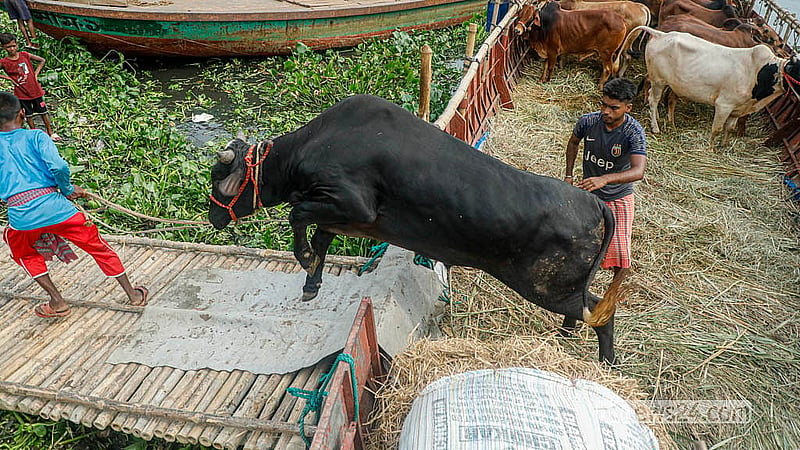 ঢাকার পোস্তগোলা হাটে ট্রলার থেকে কোরবানির পশু নামাচ্ছেন বেপারীরা