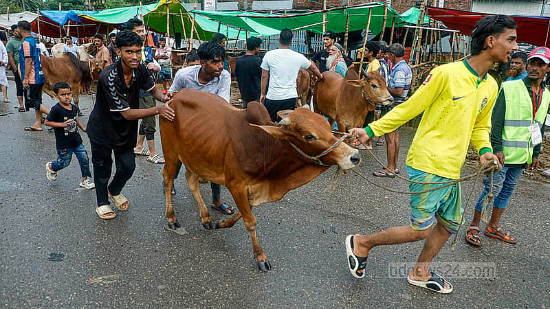 যাত্রাবাড়ীর মৃধাবাড়ী কোরবানির পশুর হাট থেকে গরু কিনে নিয়ে যাচ্ছেন এক ক্রেতা