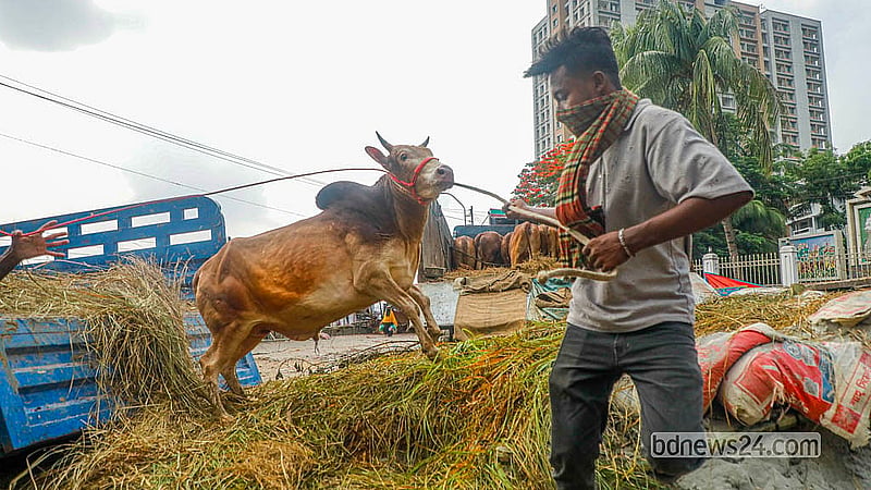 ঢাকার পোস্তগোলা শ্মশান ঘাট পশুর হাটে ট্রাক থেকে গরু নামাচ্ছেন বেপারীরা