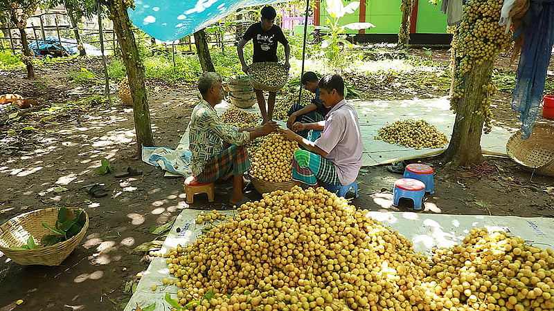 নরসিংদীর রায়পুরায় গাছ থেকে নামানোর পর লটকম আলাদা আলাদা ঝুড়িতে সাজানো হচ্ছে