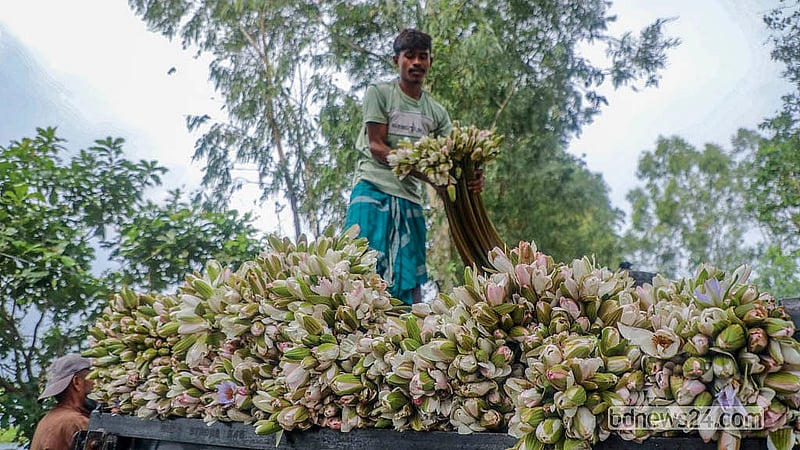 মুন্সীগঞ্জের আড়িয়াল বিলের শাপলা পাইকাররা নিয়ে যান ঢাকার যাত্রাবাড়ী, কারওয়ান বাজার, শাহ আলী মাজারসহ বিভিন্ন বাজারে