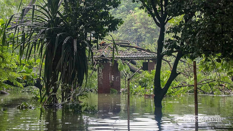 টানা বৃষ্টির মধ্যে একটি গাছ উপড়ে পড়লে ক্ষতিগ্রস্ত হয় ধানমন্ডি লেকের পাড়ে থাকা দর্শনার্থীদের বিশ্রামঘর
