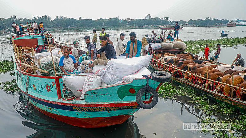 ঢাকার পোস্তগোলা হাটে নৌপথেও কোরবানির পশু নিয়ে আসছেন বেপারীরা