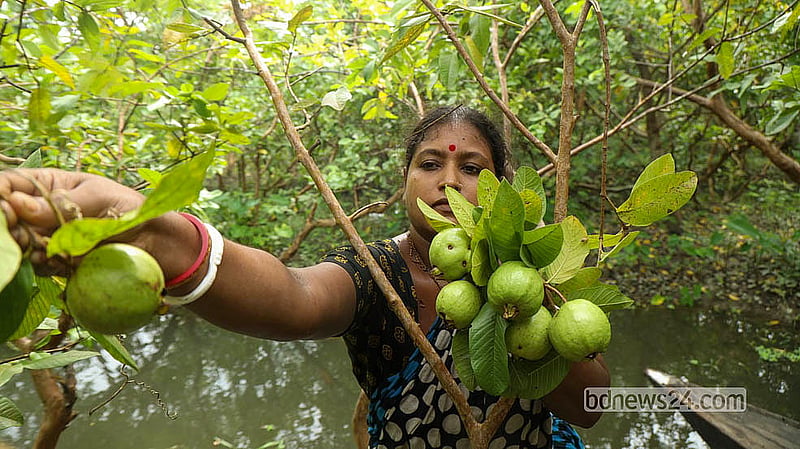 ঝালকাঠির ভিমরুলির একটি বাগান থেকে সংগ্রহ করা হচ্ছে পেয়ারা