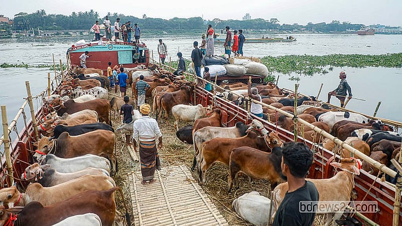 ঢাকার পোস্তগোলা হাটে ট্রলারে করে গরু নিয়ে এসেছেন বিভিন্ন জেলার বেপারীরা