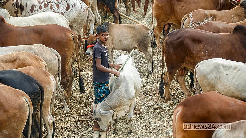 ঢাকার পোস্তগোলা হাটে ট্রলারে করে গরু নিয়ে এসেছেন বিভিন্ন জেলার বেপারীরা