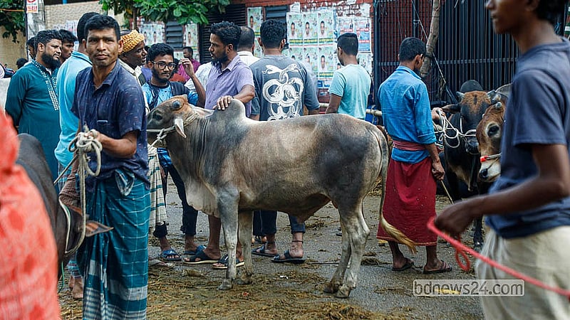 রাজধানীর তেজগাঁও অস্থায়ী কোরবানির পশুর হাটে গরু দেখছেন ক্রেতারা