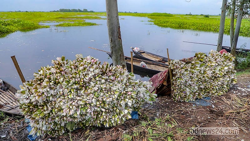 আড়িয়াল বিল থেকে শাপলা সংগ্রহের পর বেশির ভাগ কৃষক সেগুলো নিয়ে আসেন শ্রীনগরের গাদিঘাটে