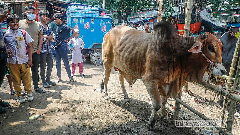 বেচাকেনা শুরু না হলেও ঢাকার পোস্তগোলা শ্মশানঘাট হাটে অনেকেই কোরবানির পশু দেখার জন্য আসছেন
