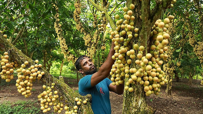 গাছে চড়ে বালতিতে লটকন সংগ্রহ চলছে। এবার মৌসুমি ফলটির ফলন নিয়ে সন্তোষ প্রকাশ করেছেন নরসিংদীর চাষিরা