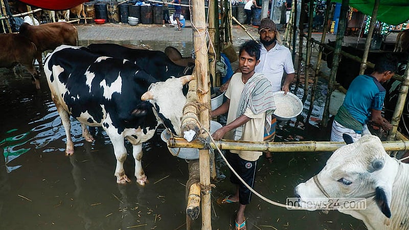 বৃষ্টির পানিতে হাট তলিয়ে যাওয়ায় কোরবানির পশুর খাওয়া আর বিশ্রাম নিয়ে বেকায়দায় পড়েছেন বেপারীরা