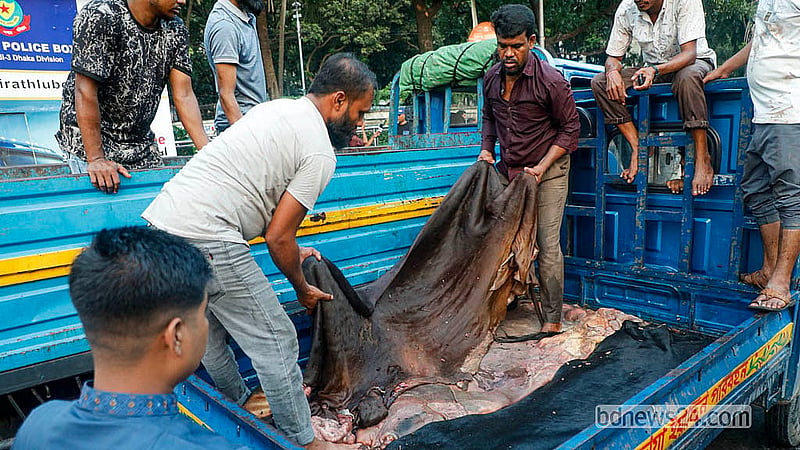 রাজধানীর সাইন্সল্যাব মোড়ে কোরবানির পশুর কাঁচা চামড়া সংগ্রহ শেষে ট্যানারিতে পাঠানোর জন্য ট্রাকে তোলা হচ্ছে