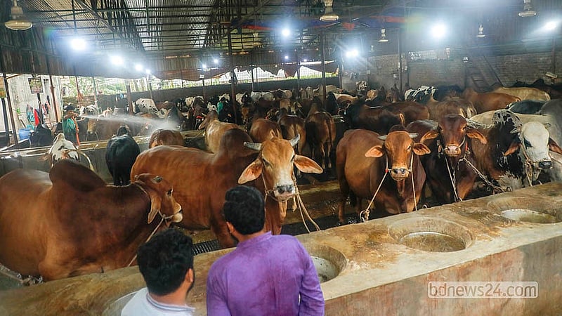 মোহাম্মদপুরের বছিলা এলাকার খামারের বিক্রেতারা বলছেন, তাদের প্রস্তুত করা কোরবানির পশুর অনেকগুলোই ইতোমধ্যে বিক্রি হয়ে গেছে